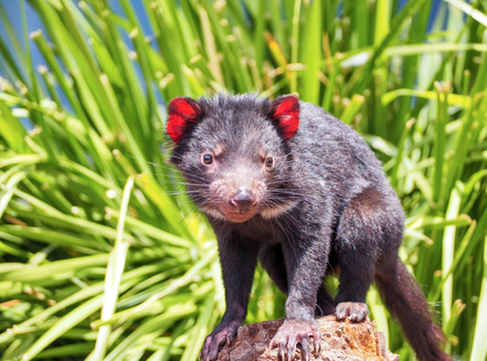 What The (Tasmanian) Devil Is That?! Carnivorous Marsupials Debut